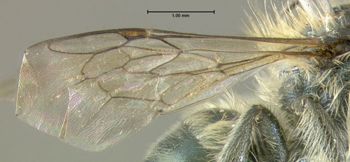 Media type: image;   Entomology 610944 Aspect: wing
